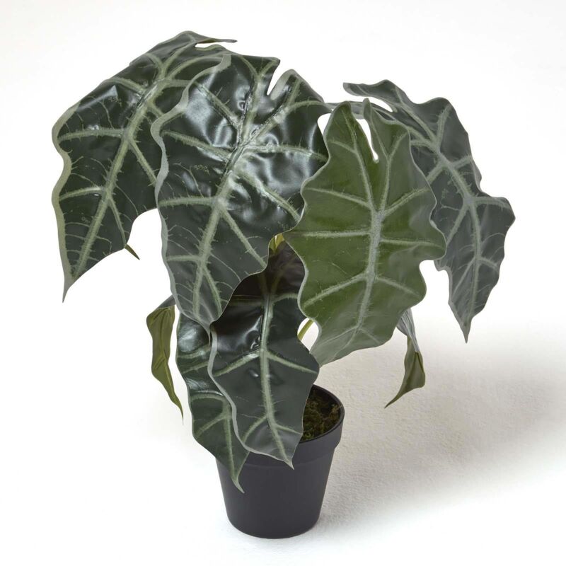 Homescapes - Künstliche Alocasia Pflanze im Topf, Elefantenohr, 50cm