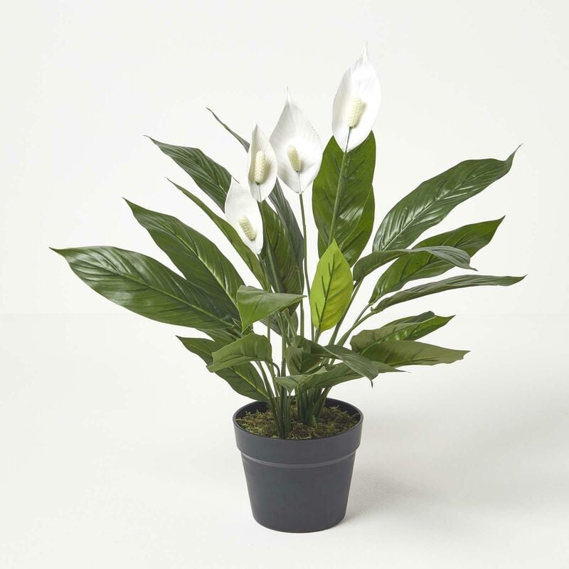 Homescapes - Kunstpflanze Spathiphyllum Wallisii, Friedenslilie mit weißen Blüten, 60 cm