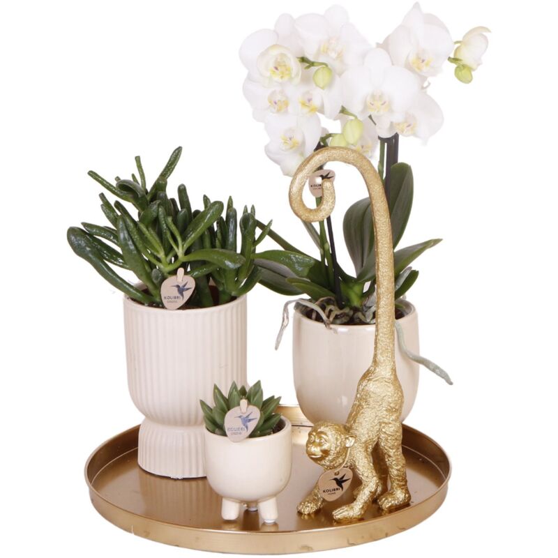 Kolibri Company Komplettes Pflanzenset Luxury Living mit Phalaenopsis-Orchidee und Ziertöpfen