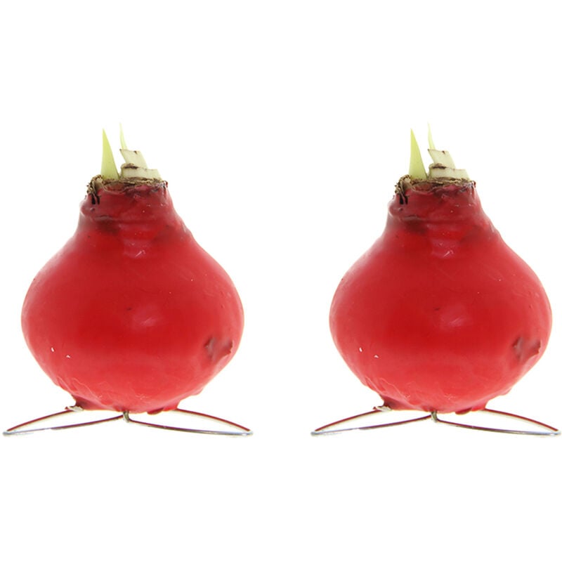 Bloomique - 2er-Set - Amaryllis-Zwiebel in rotem Wachs - Kolibri-Rot - Blumenzwiebel - keine Wasserblumen - Weihnachtsdekoration - 10-20 cm hoch bei