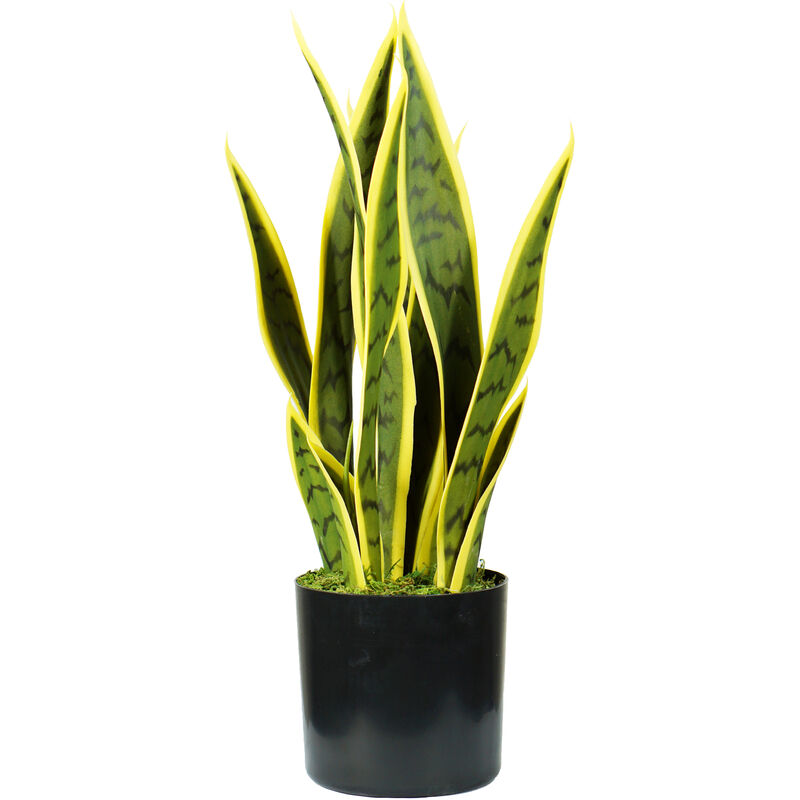 King Home SANSEVIERIA Pflanze H. 45 cm 12 LEAVES komplett mit Moostopf