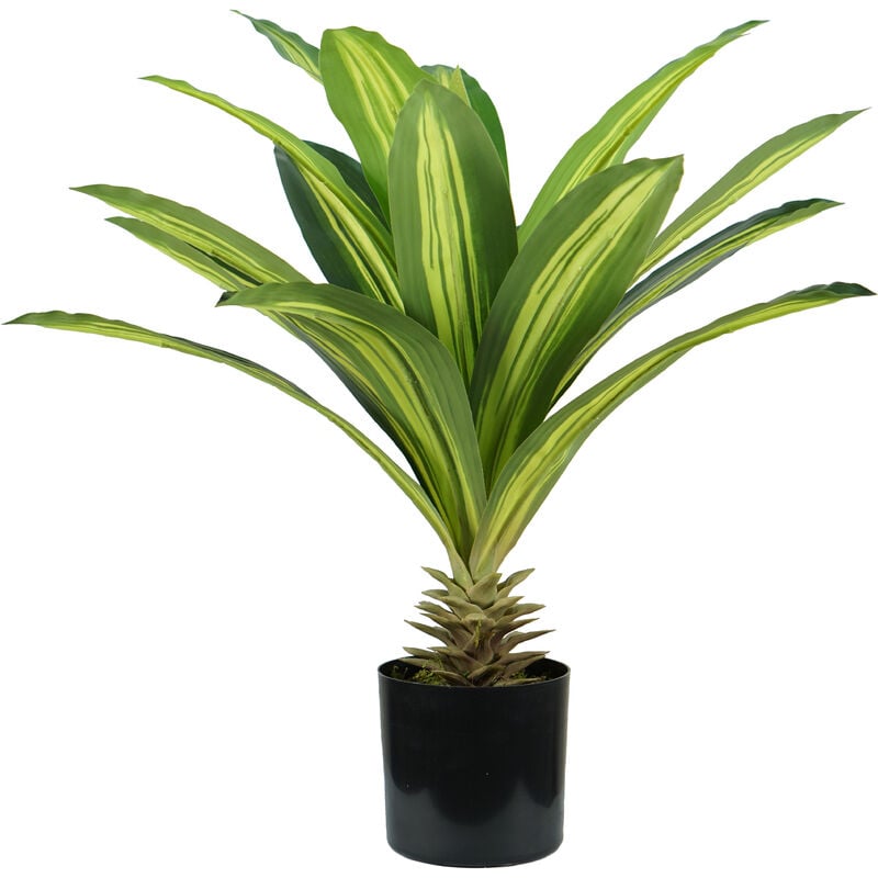 King Home Pflanze DRACAENA H. 60 cm 19 LEAVES komplett mit Moostopf
