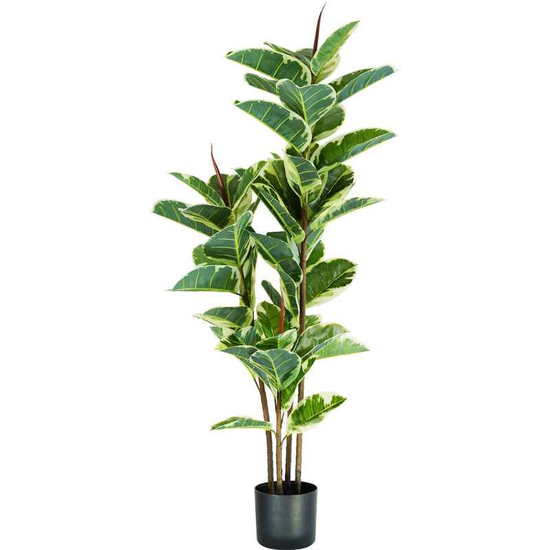 King Home Pflanze FICUS ELASTIC H. 145 cm 54 LEAVES komplett mit Topf mit Moos