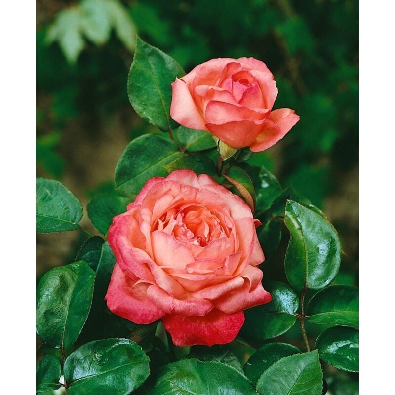 Rosa 'Aachener Dom' 4 Liter Topf