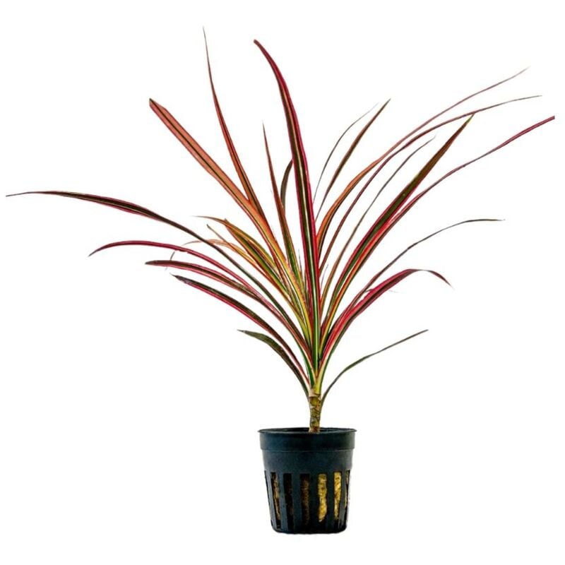 Terrarium Pflanze Dracaena marginata red Topf Nr.403T