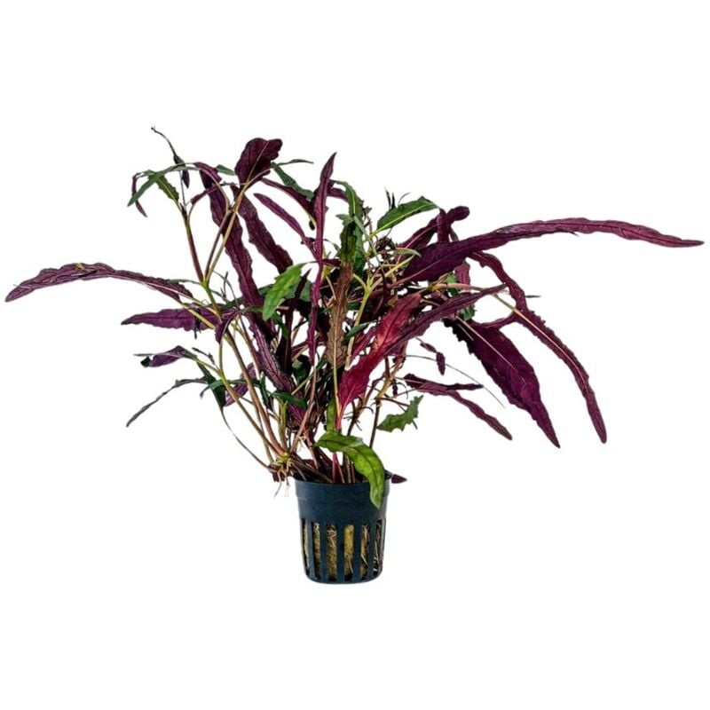 Terrarium Pflanze Hemygraphis exotica Topf Nr.404T