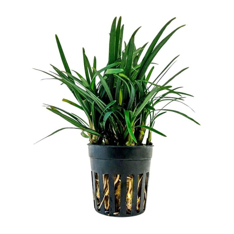 Terrarium Pflanze Ophiopogon kyoto Topf Nr.406T