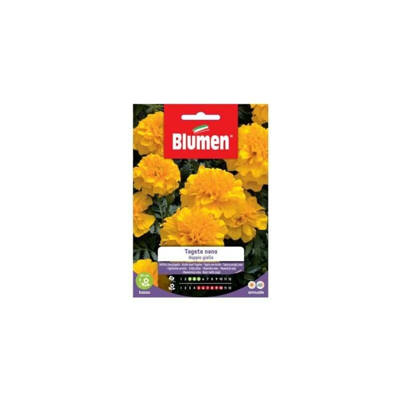 Zwerg-Ringel Blumen samen, doppelte gelbe Blumen
