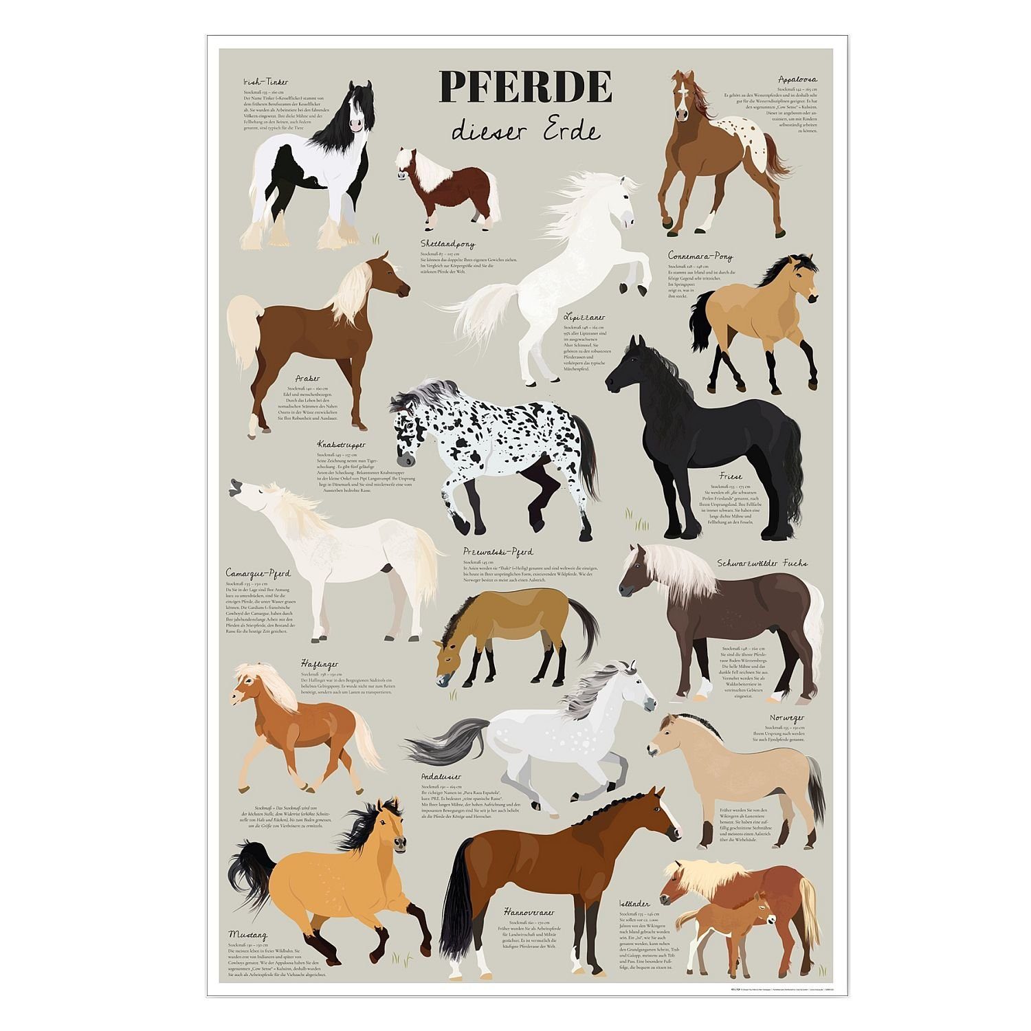 Close Up Poster Pferde dieser Erde