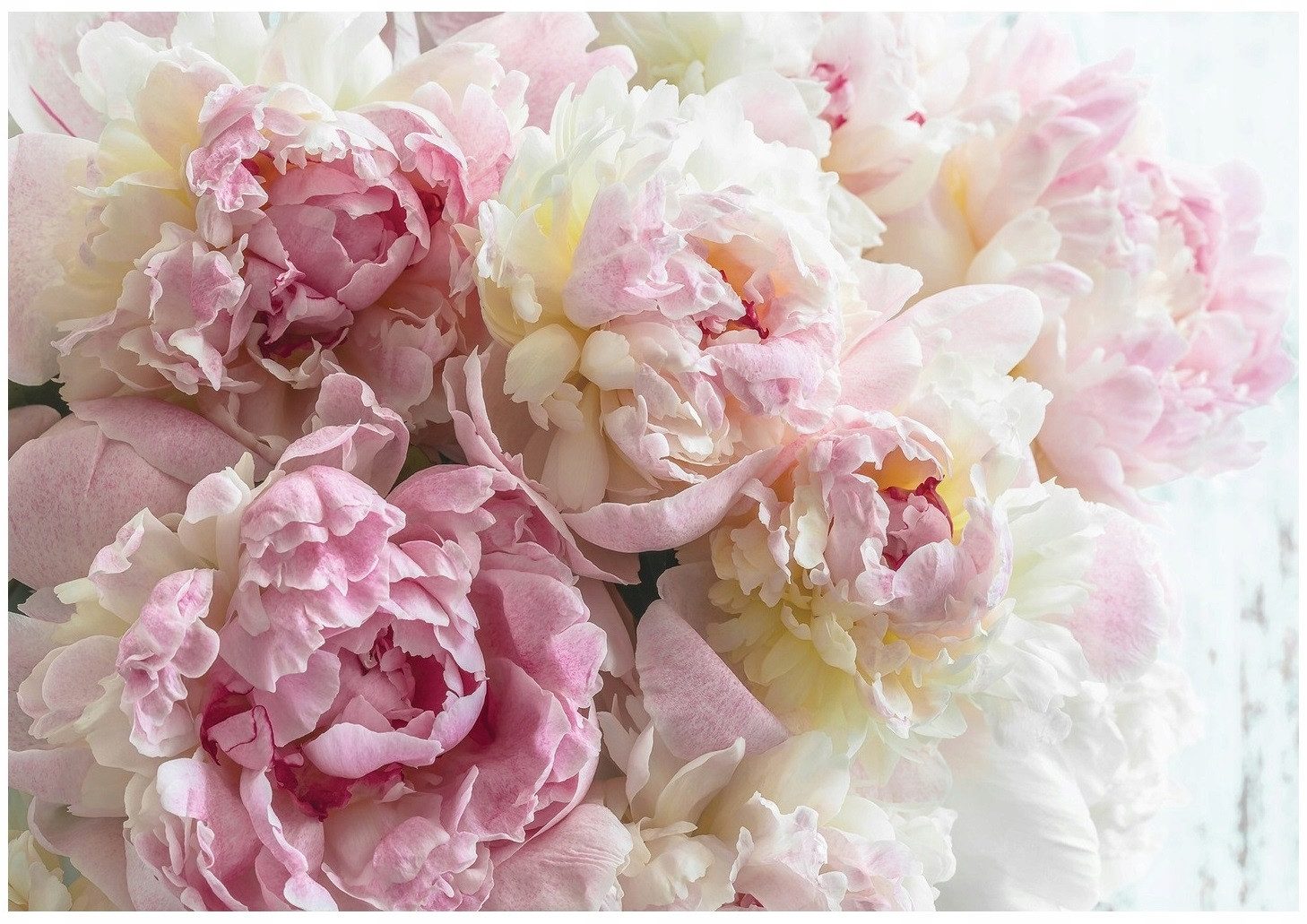 Wallarena Fototapete Blumen Pfingstrosen Rosen Rosa