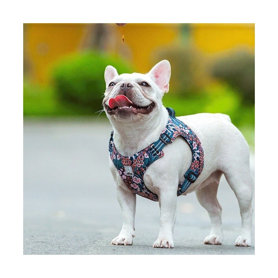 Truelove Hunde-Geschirr Geschirr Floral Navy Blazer