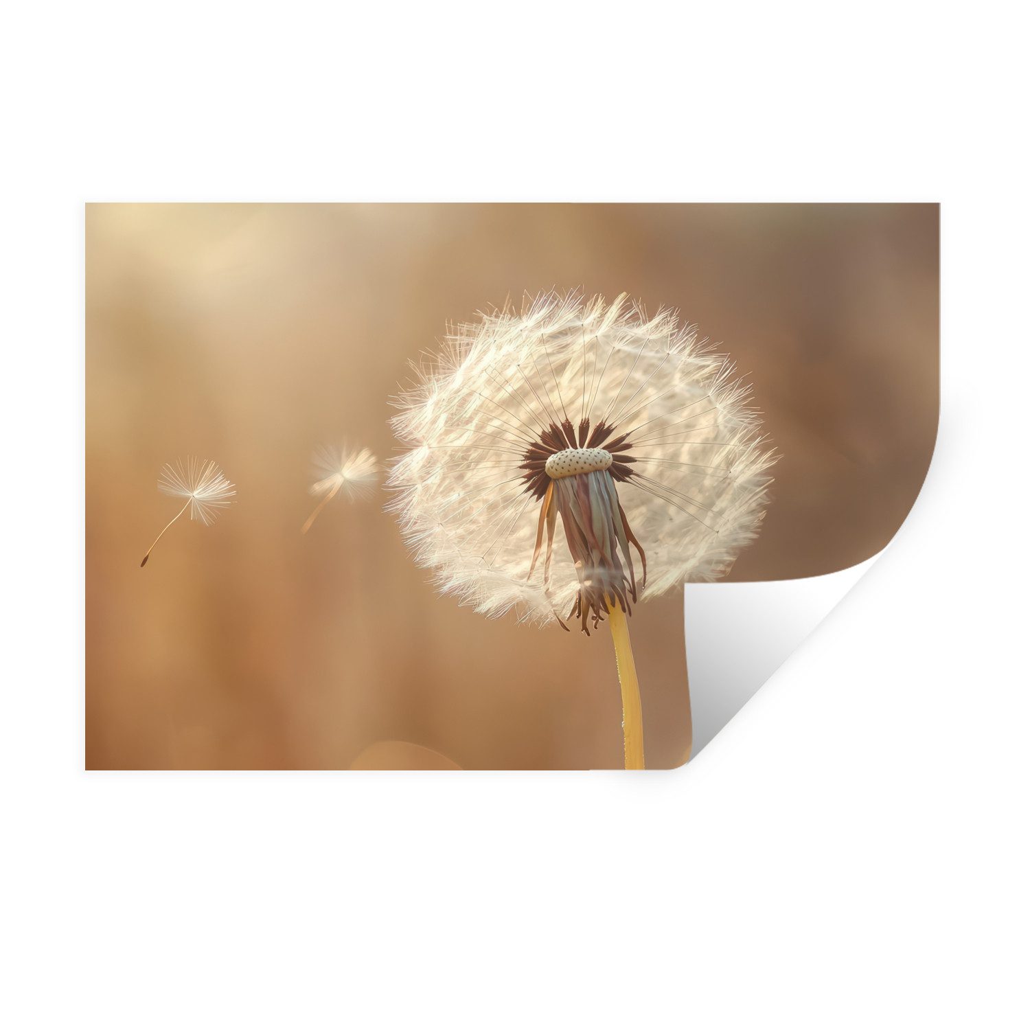 MuchoWow Wandsticker Löwenzahn - Beige -