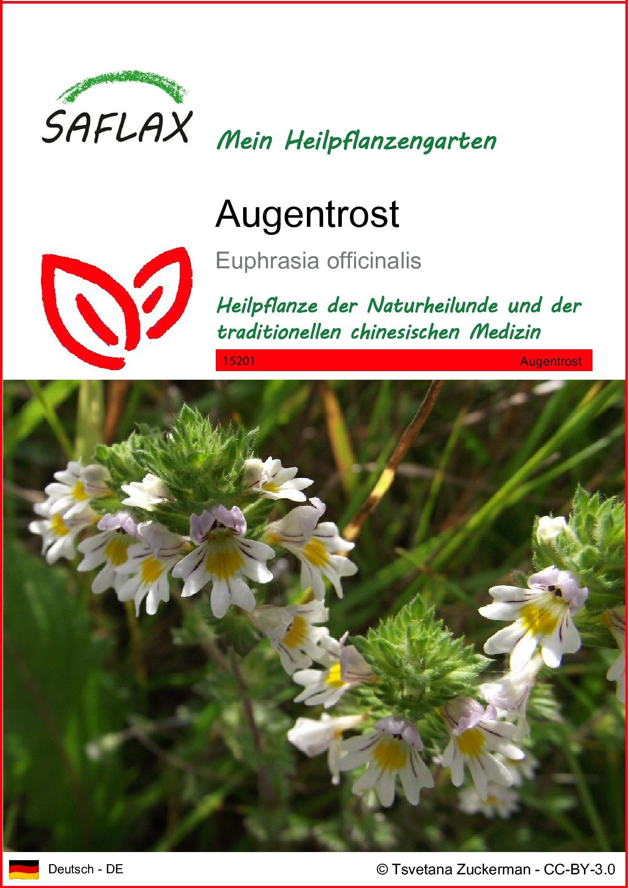 SAFLAX Blumensamen SAFLAX - Samen -