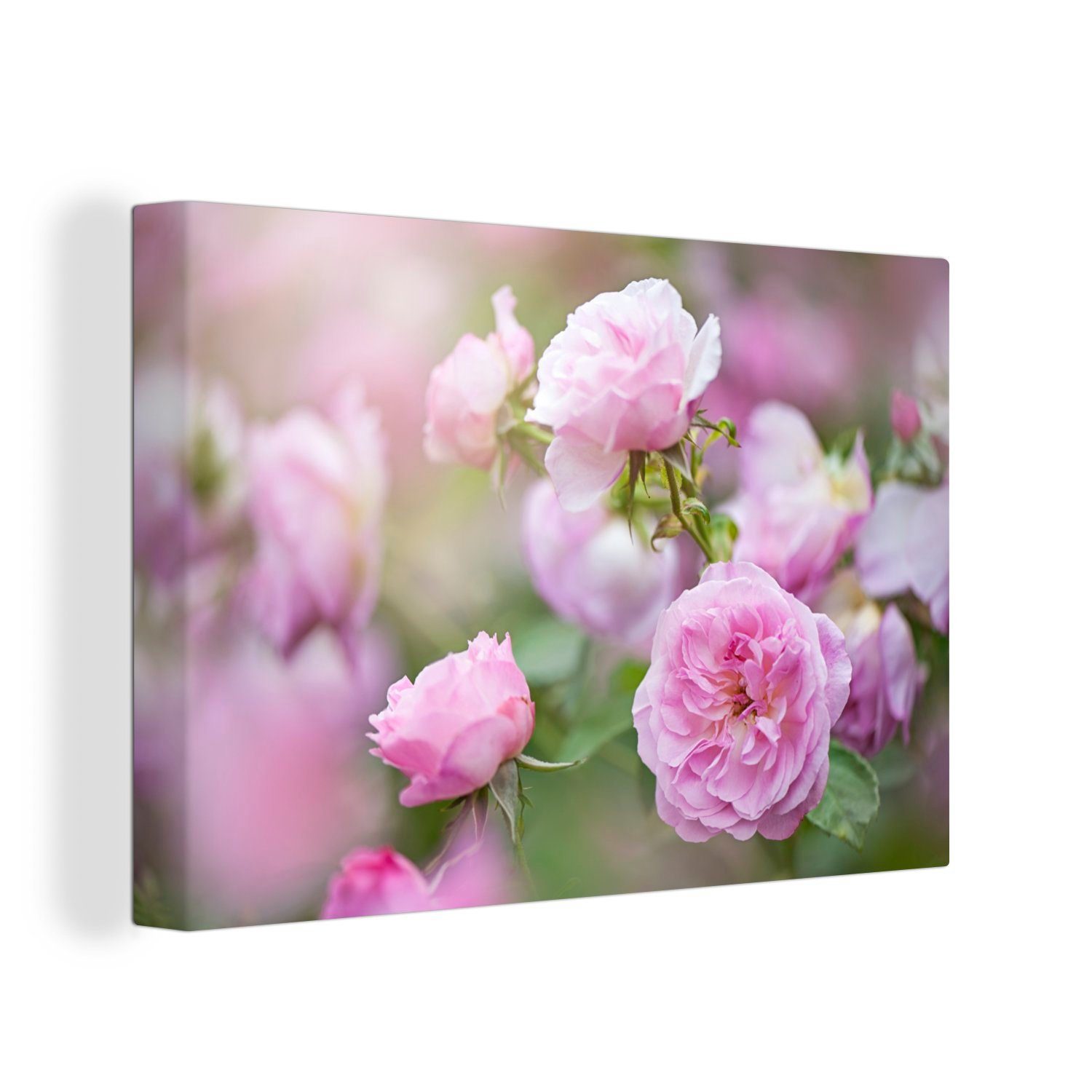 OneMillionCanvasses® Leinwandbild Pflanzen von rosa Rosen