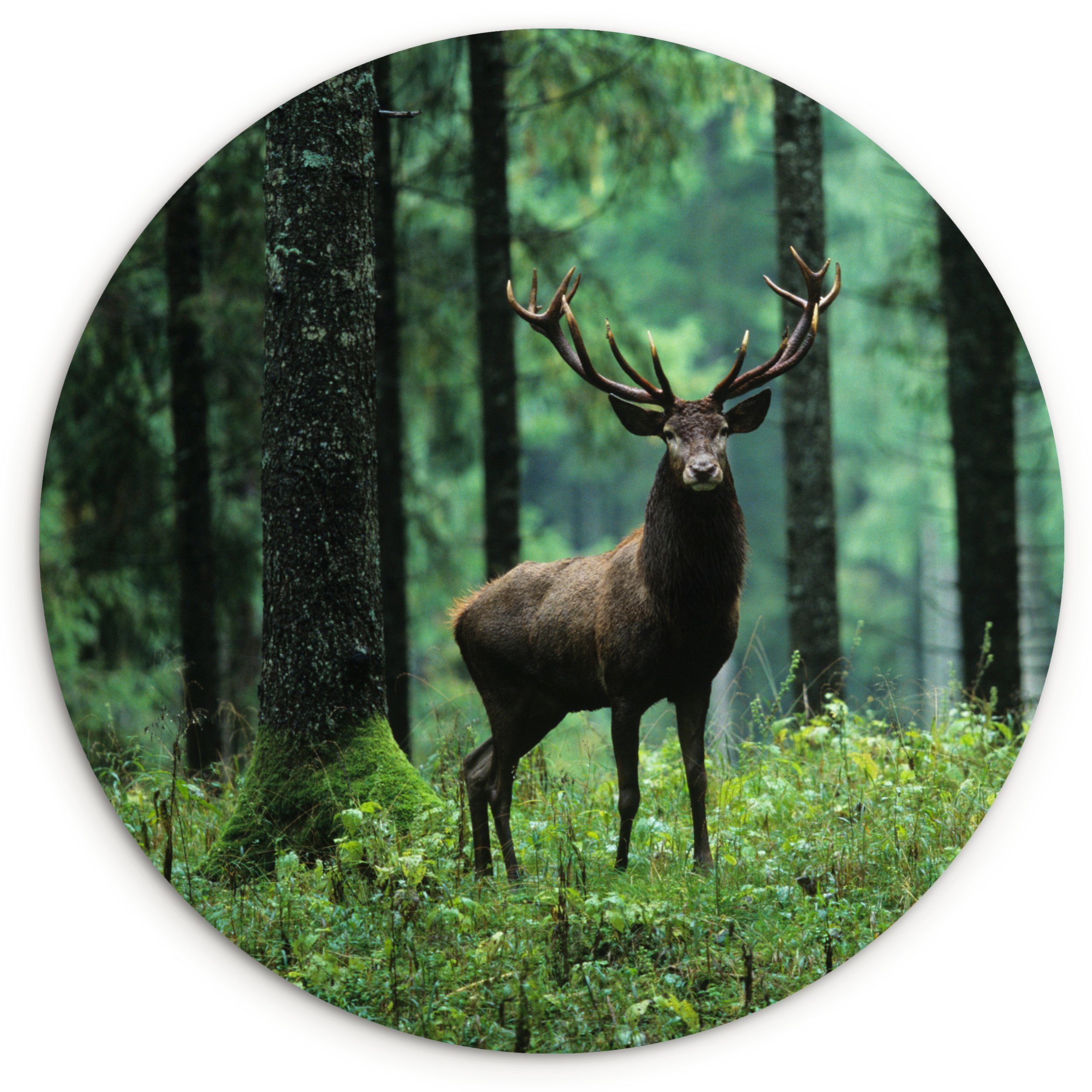 MuchoWow Gemälde Hirsche - Wald -