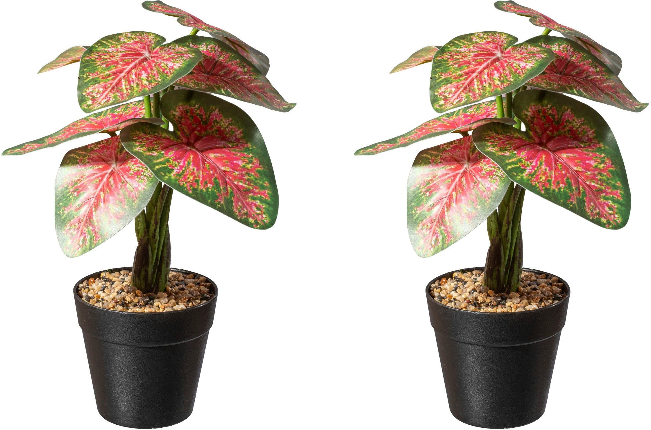 Künstliche Zimmerpflanze Caladium Pflanze Sukkulente, Creativ