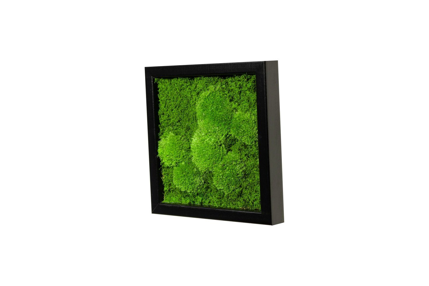 Moos-Design Bild Moosbild Fifty Fifty Design