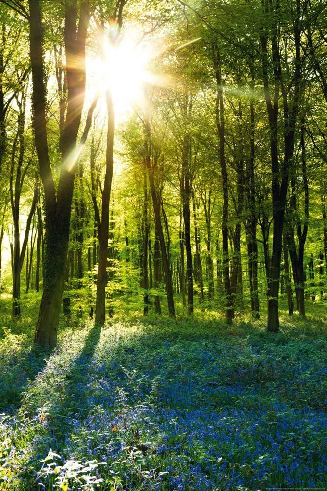 Poster Forests - Poster - Sunrise