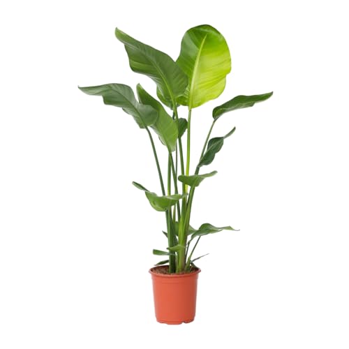 Plant in a Box - Strelitzia Nicolai - Paradiesvogelpflanze - Höhe 90-110cm - Topf 21cm - Strelitzie Grüne Zimmerpflanze