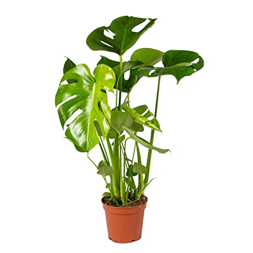 Bloomique - Monstera Deliciosa - Fensterblatt - Zimmerpflanzen - Pflegeleicht - Luftreinigend - Höhe 50-70 cm - Topf 17 cm