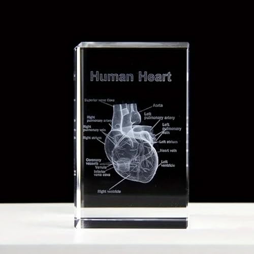 Anatomisches Kristallmodell-Set – Präzisionsgeätzte 3D-Darstellung von Herz, für Medizin & Design