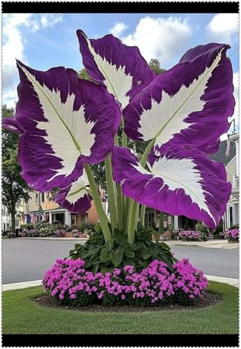 Mehrjährige Blumenzwiebel ist winterhart, Winterhart pflanzen, Blumenzwiebel Mix, Mysteriöse magische Glühbirne, 2025 Winterhart zwiebeln-3 Elefantenohr knolle-J