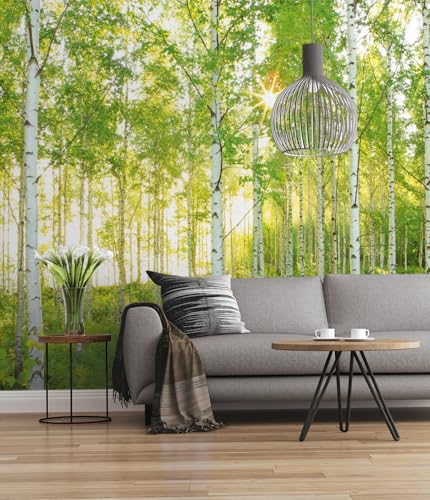 Komar Vlies Fototapete SUNDAY | 300 x 250 cm | Tapete, Wand Dekoration, Birkenwald, Wald, Natur, Landschaft, Schlafzimmer, Wohnzimmer | 519-DV3
