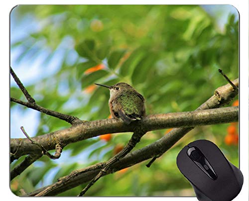 Kundengebundenes Rechteck-nicht Beleg-GummiMousepad, Kolibri-Schwarzes Chinned Spiel-Mausunterlagen