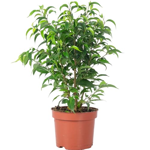 Birkenfeige 'Natasja' verzweigt - pflegeleichte Zimmerpflanze, Ficus benjamini - Höhe ca. 30 cm, Topf-Ø 12 cm