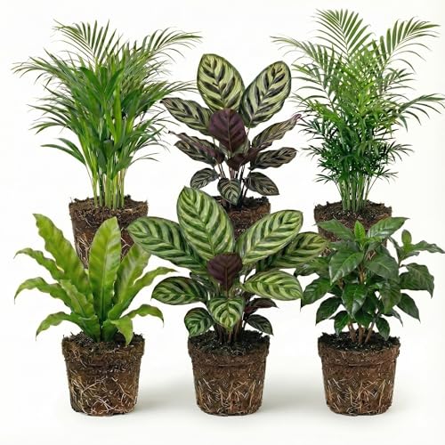 Ecoworld Luftreinigende Pflanzen – 6er Set Echte Zimmerpflanzen – Tierfreundliche und Pflegeleichte Grünpflanzen – Ideal für Wenig Licht – Ø 12 cm ↥ 40 cm