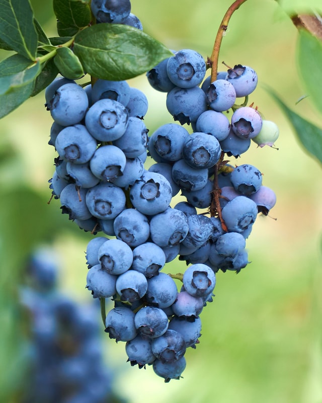 Heidelbeeren, 2er Set
