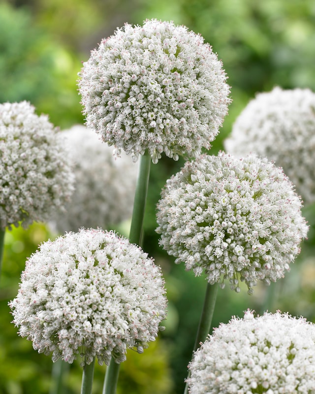 Allium-Blüten-Bälle, 25tlg.