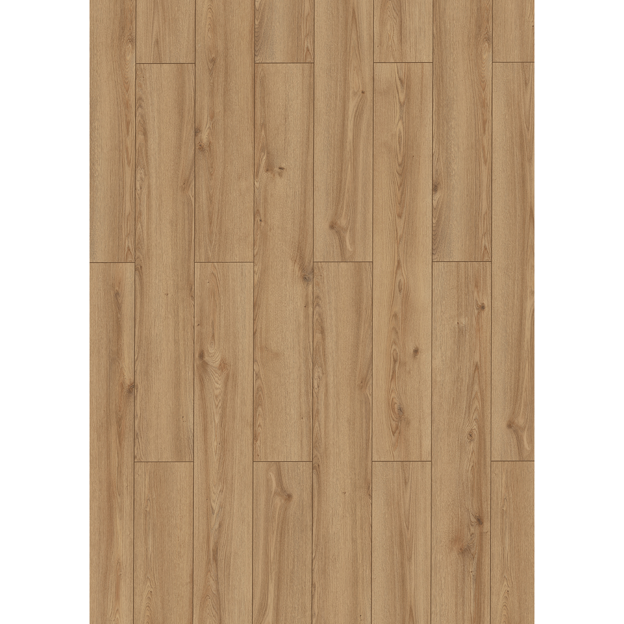 Classen Laminat '832-4' Hillcrest Eiche hell-natur wasserresistent 8 mm