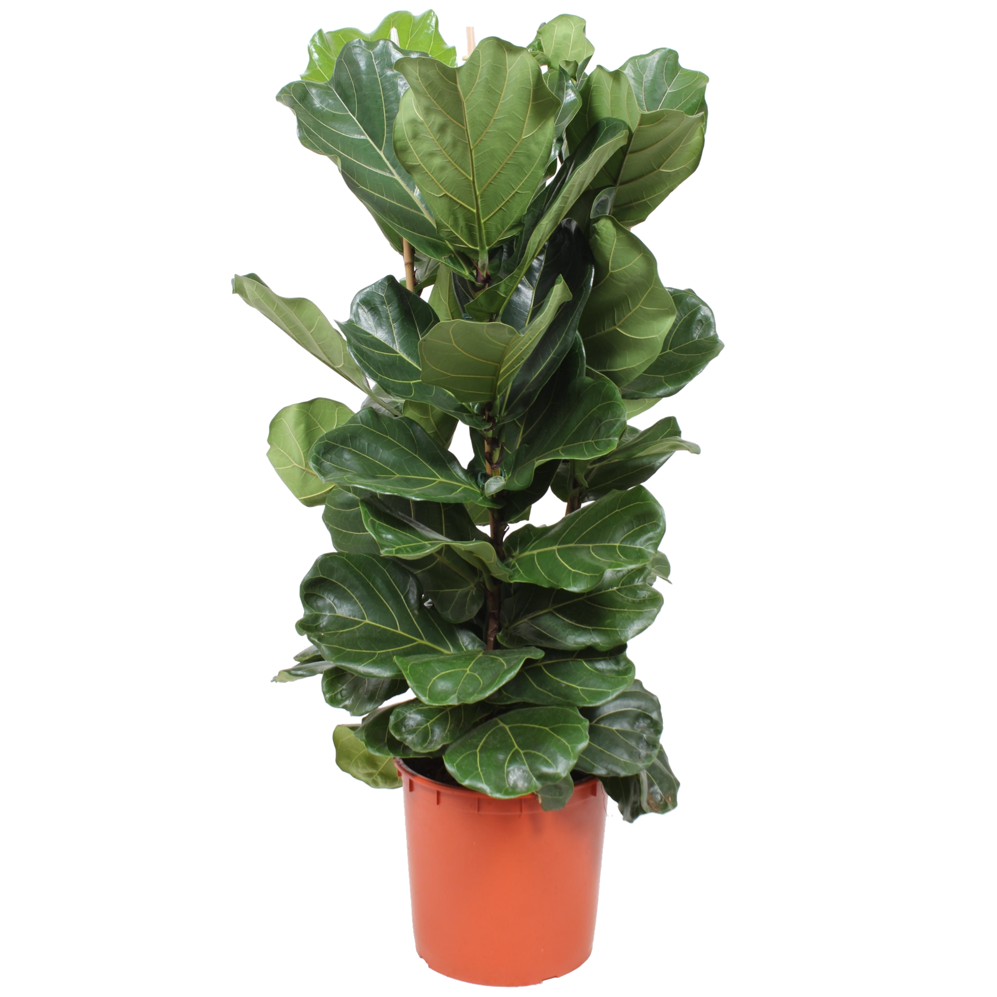 toom XXL-Geigenfeige 3 Stämme 130 cm, 34 cm Topf