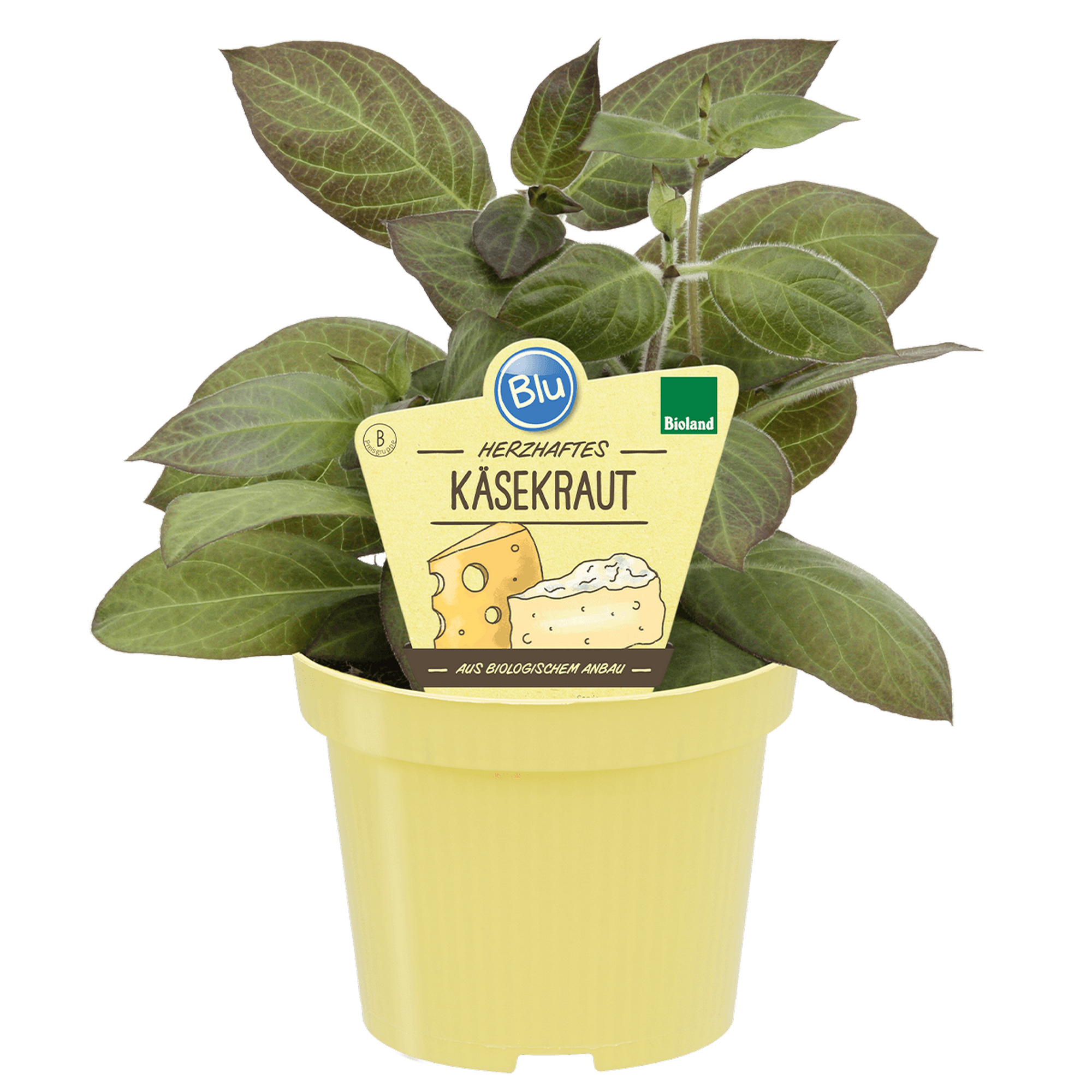 blu Bio-Käsekraut 12 cm Topf