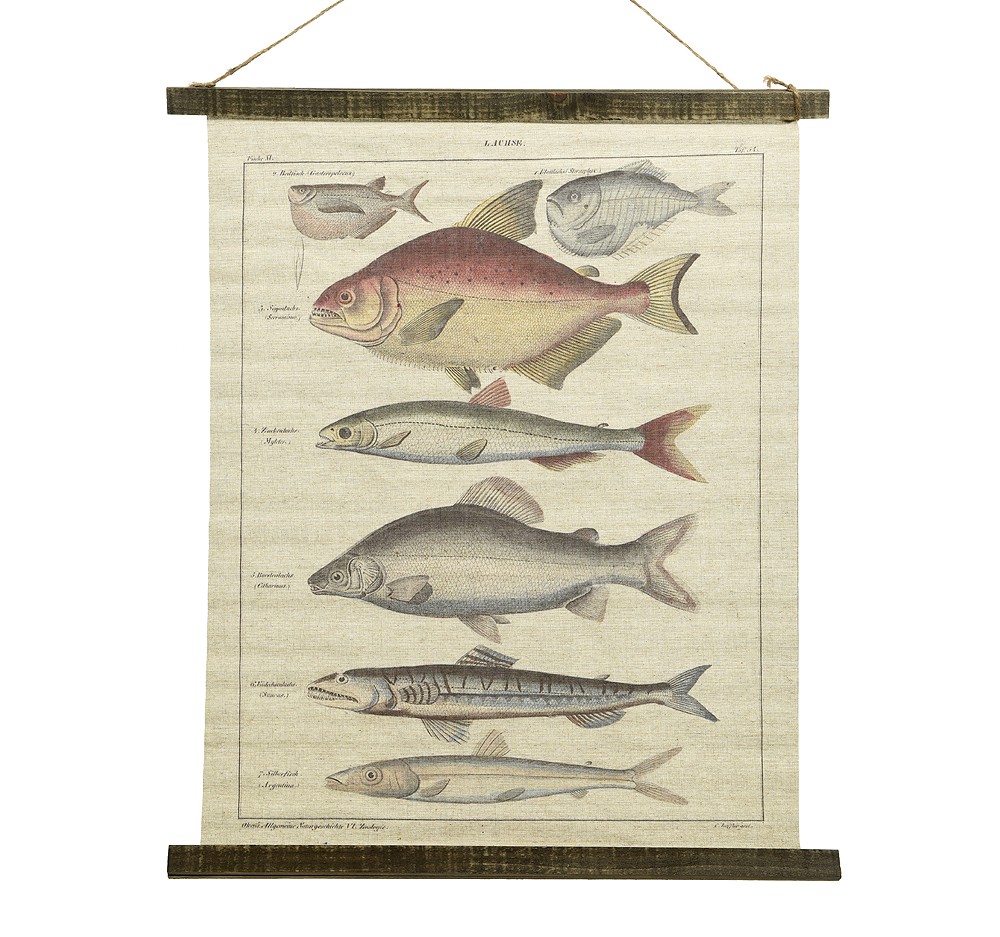 Schulwandkarte Wandbild Fische Lachse Biologie Nostalgie Leinwand 72x60cm