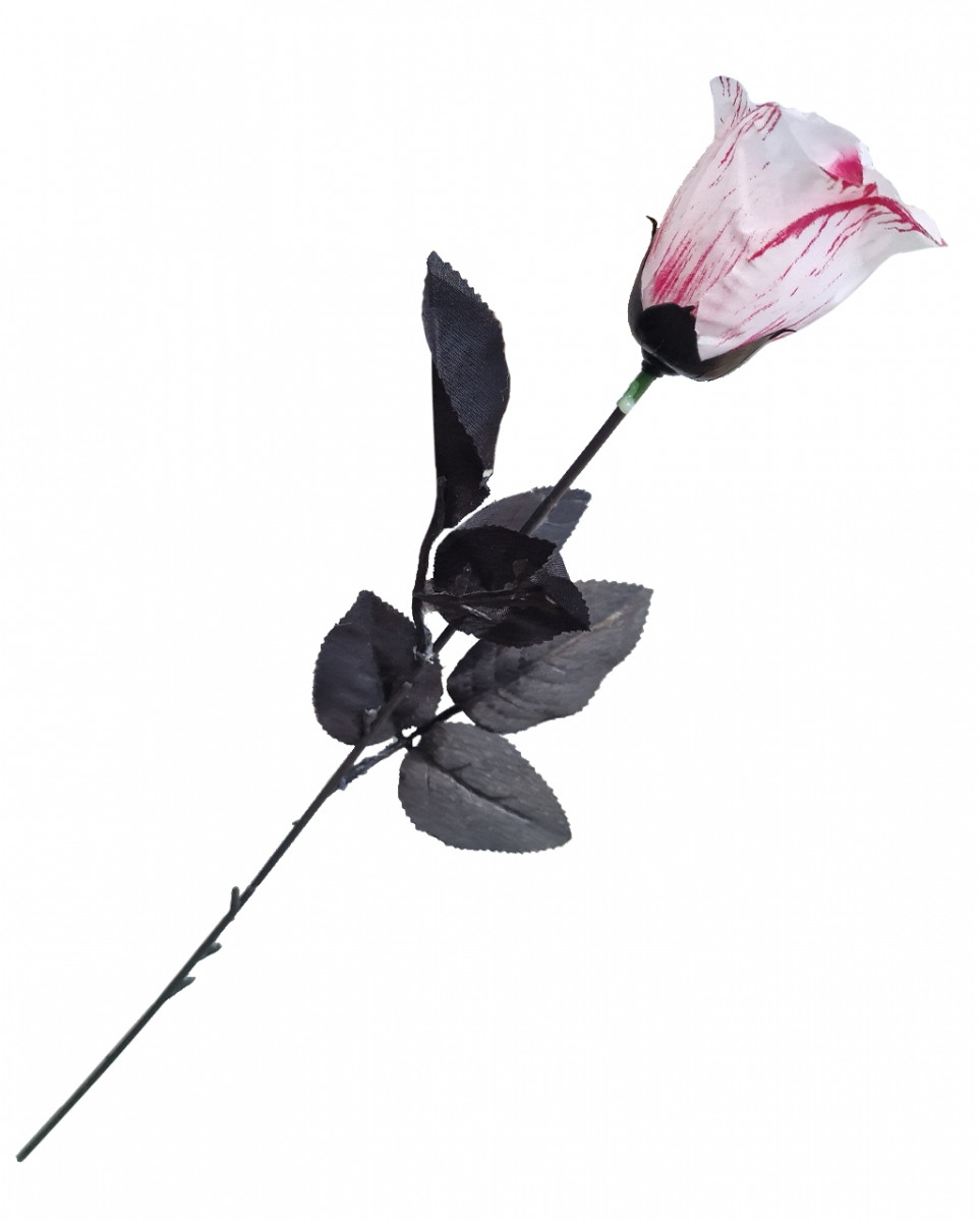 Weiße Rose mit Blutspritzern