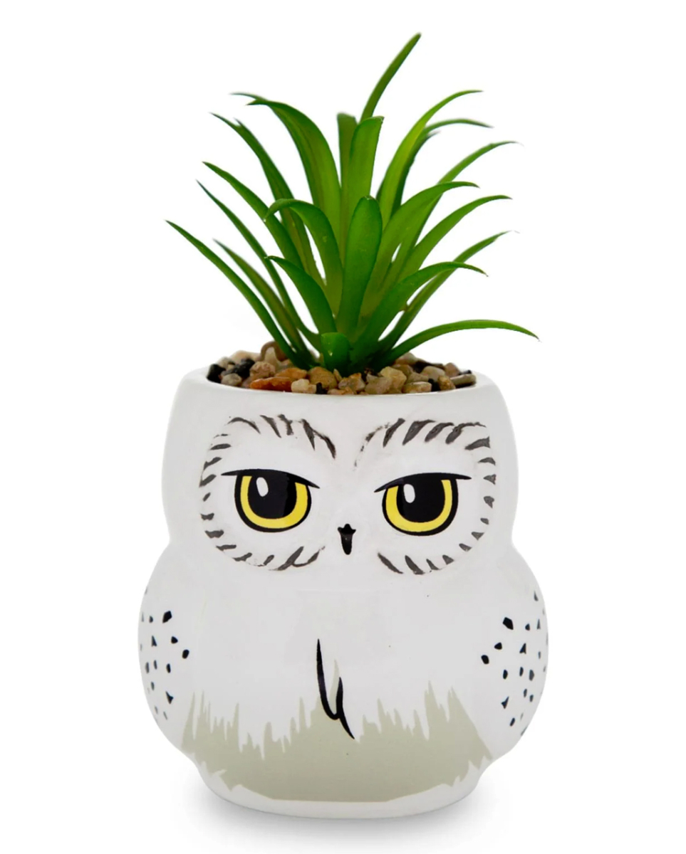 Harry Potter Hedwig Topf mit Sukkulente