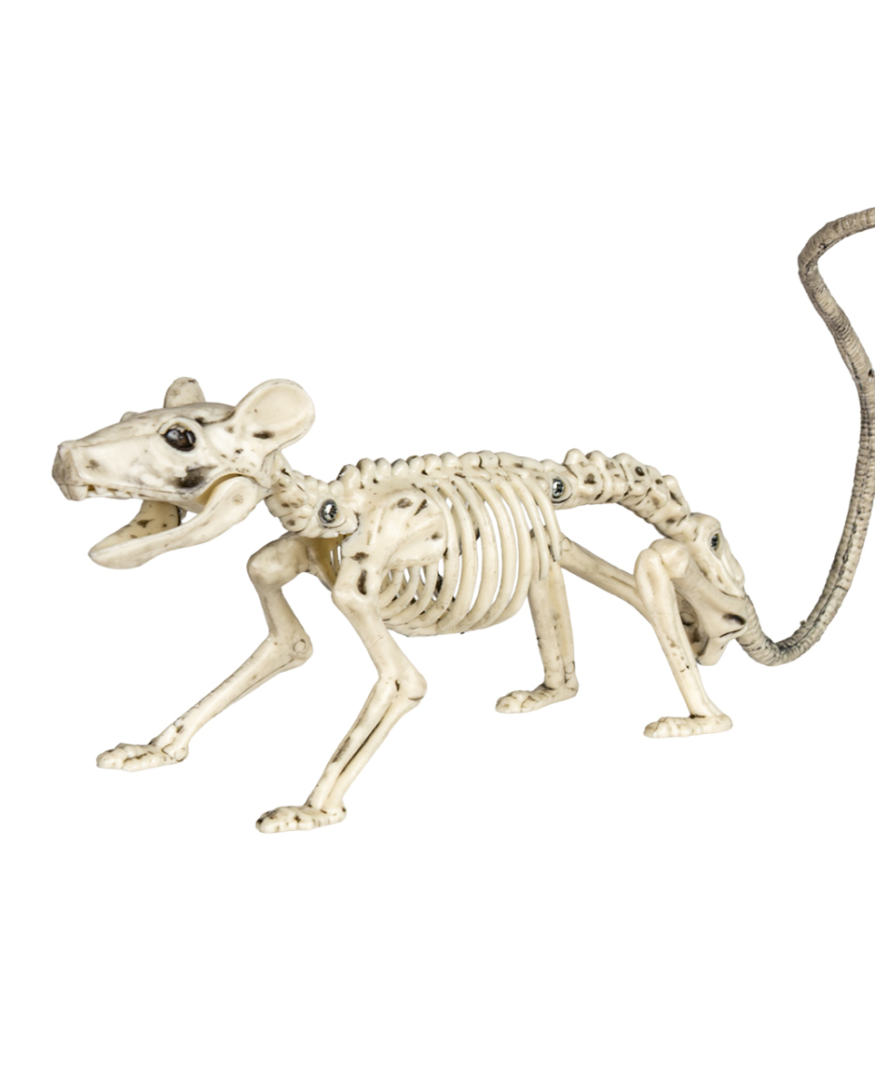 Ratten Skelett 20cm