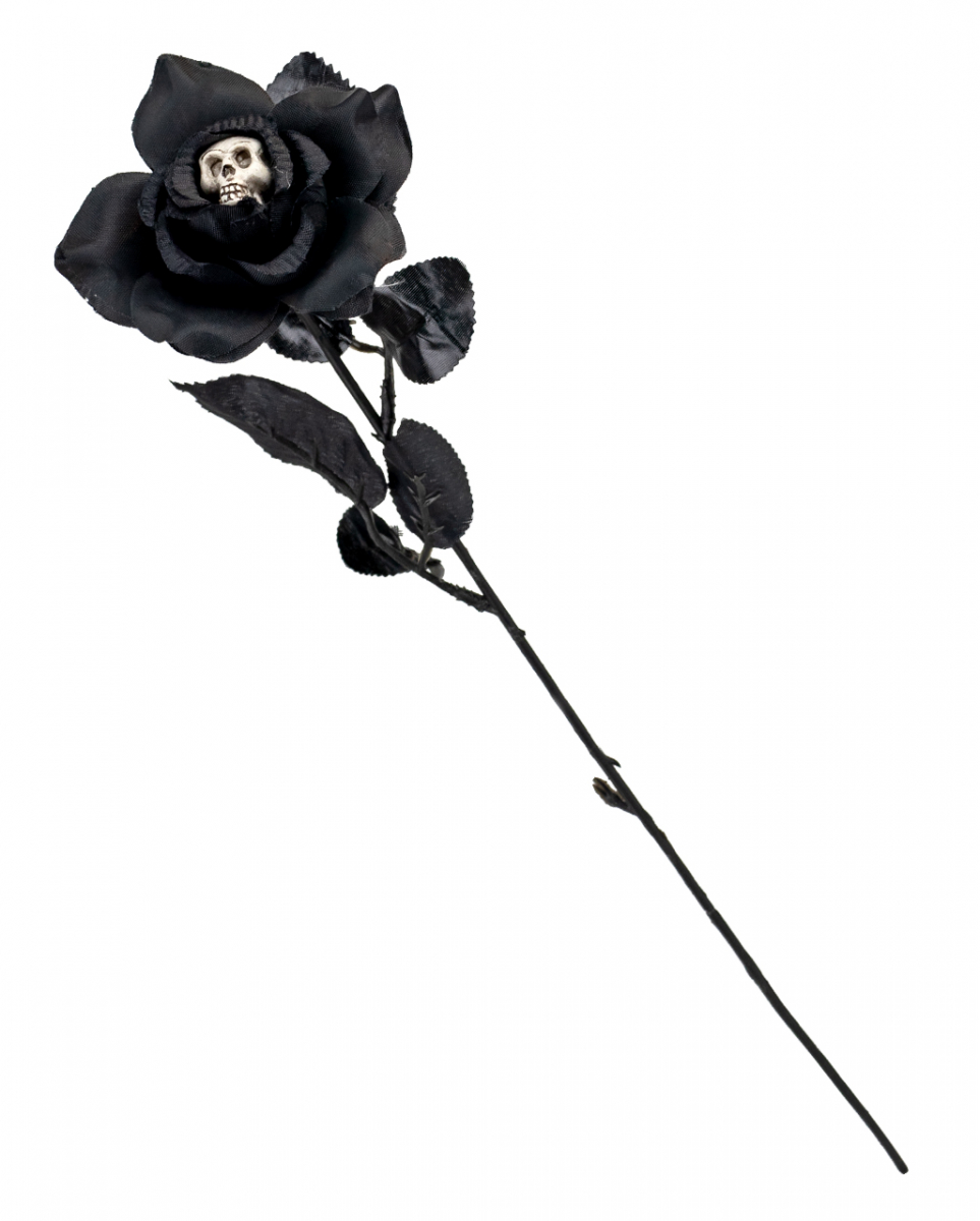 Schwarze Rose mit Totenschädel in der Blüte 42cm