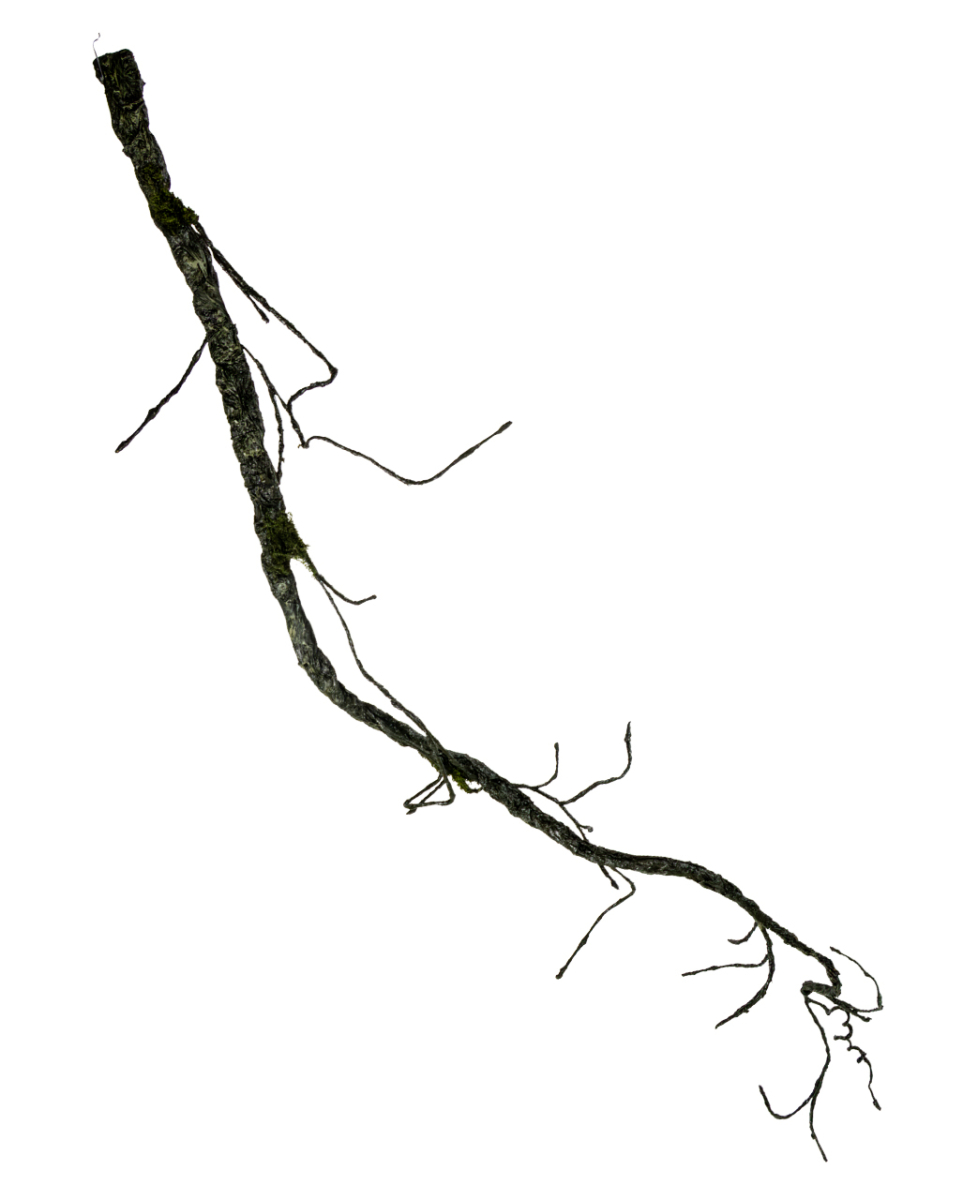 Verdorrte Friedhofs Ranke als Deko 192 cm