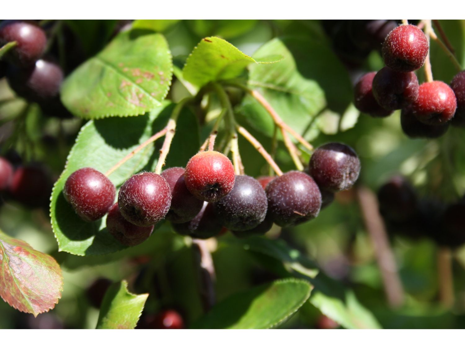 Apfelbeere Viking (1 Pflanze)