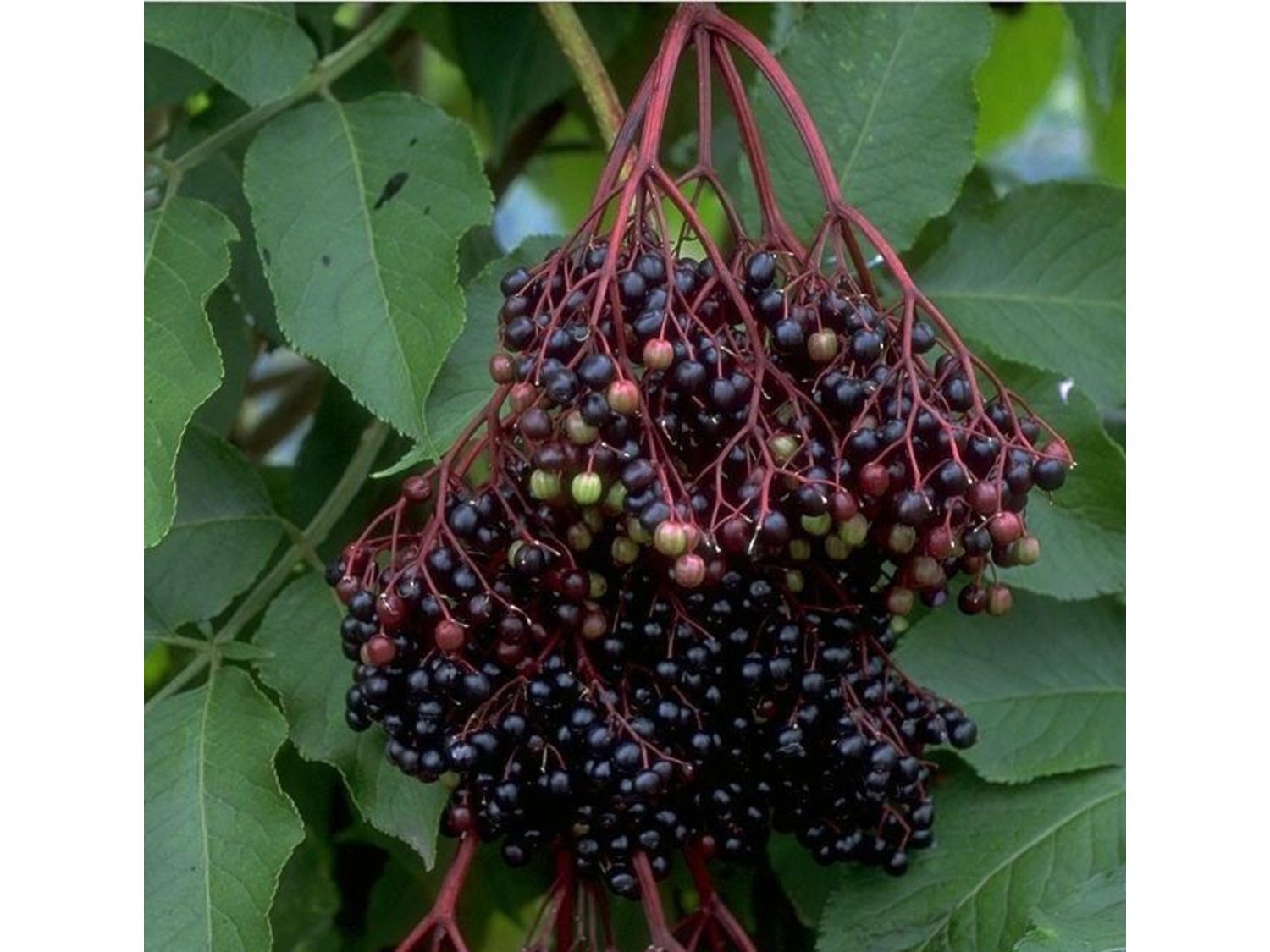 Holunder »Haschberg«,  im 3 Liter Topf, hohe Fruchterträge, vielseitig verwendbar