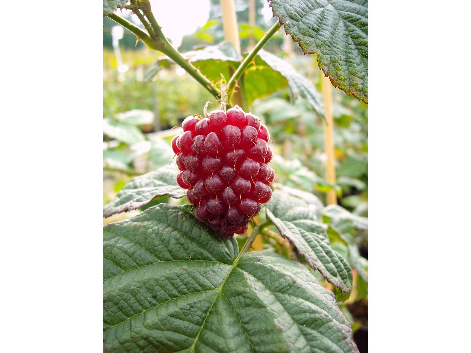 Tayberry 'Buckingham'®, dornenlos (1 Pflanze)