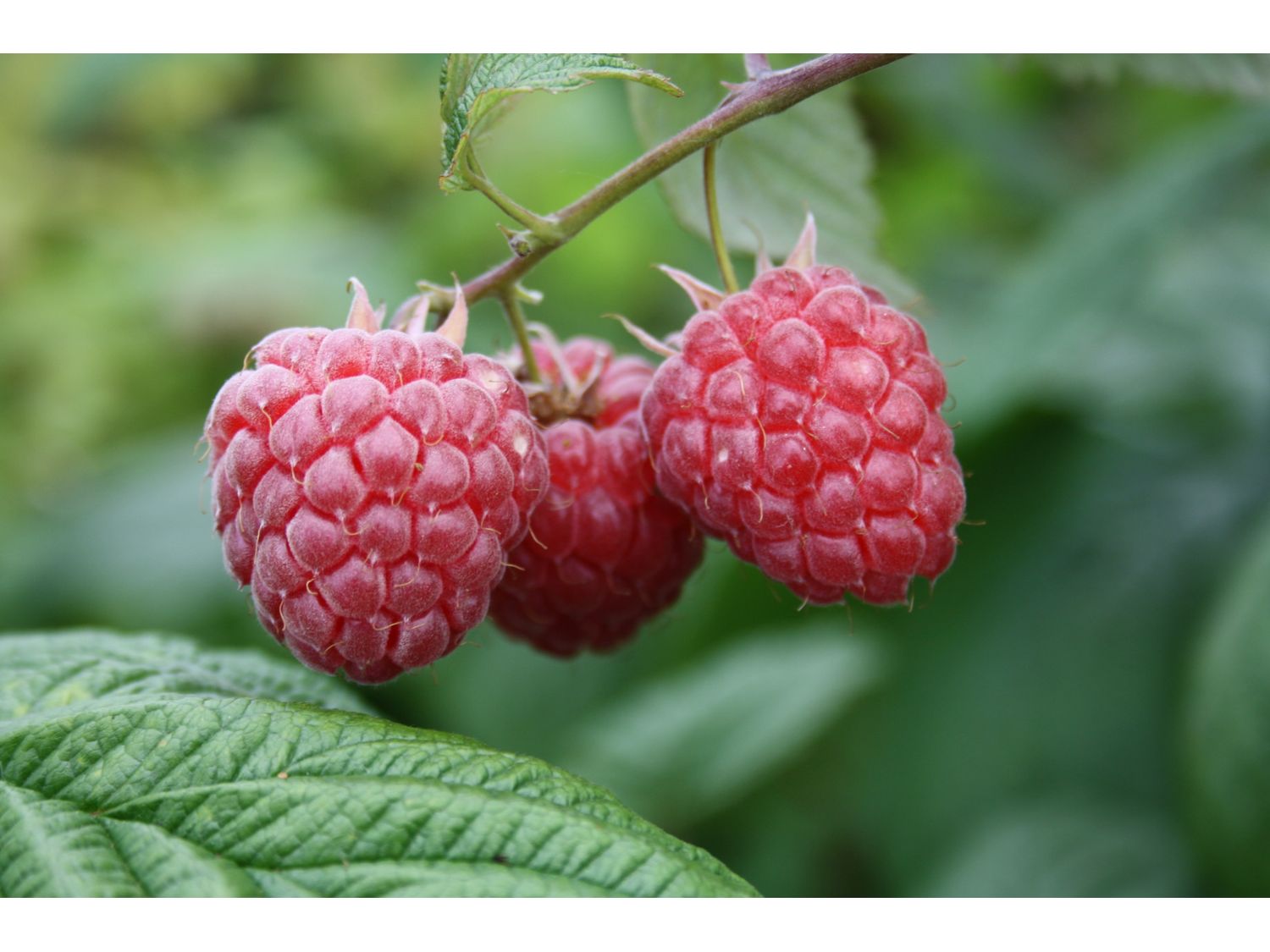 Himbeere 'Glen Ample', 3 Pflanzen im 2 Liter Topf