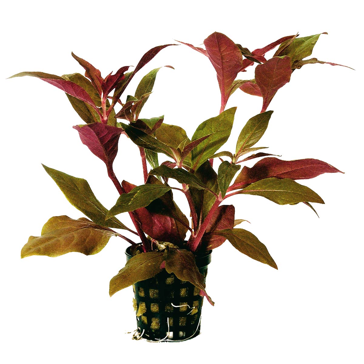 Aquafleur Alternanthera Cardinalis Rot im 5 cm Topf