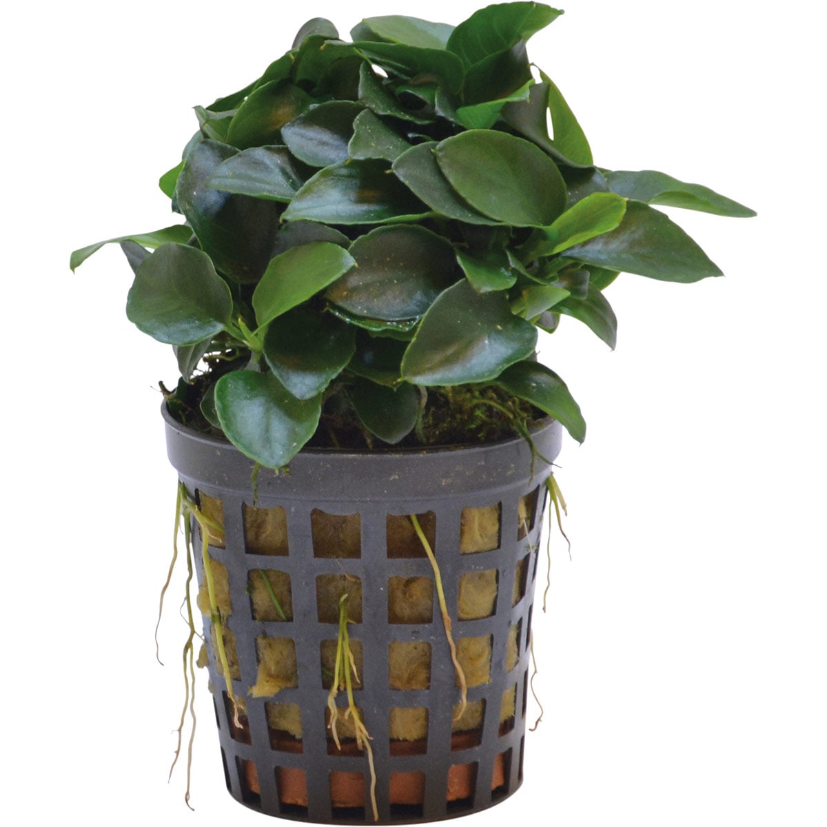 Aquafleur Anubias Nana Bonsai Mini-Pflanze im 5 cm Topf