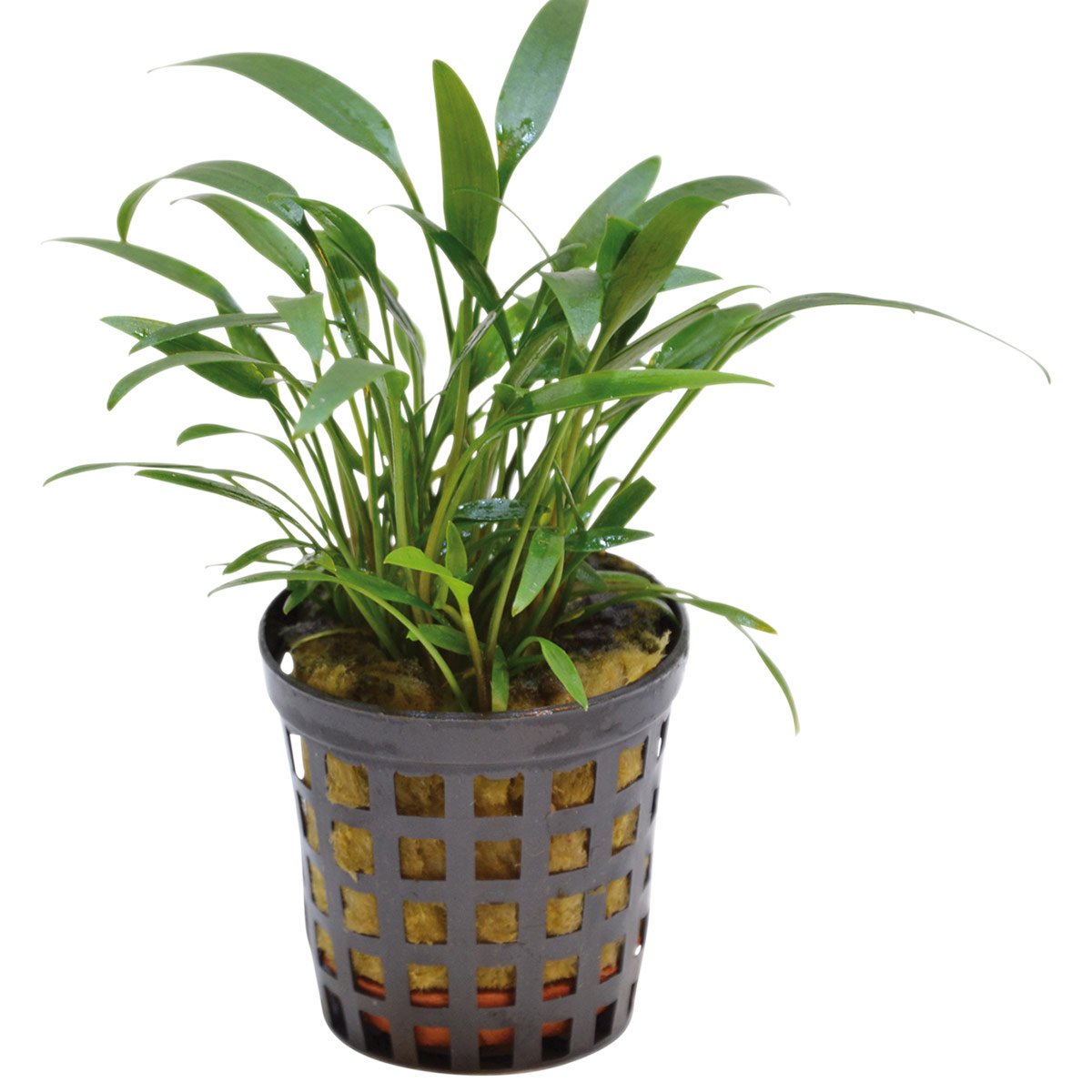 Aquafleur Cryptocoryne Amicorum Pflanze im 5 cm Topf