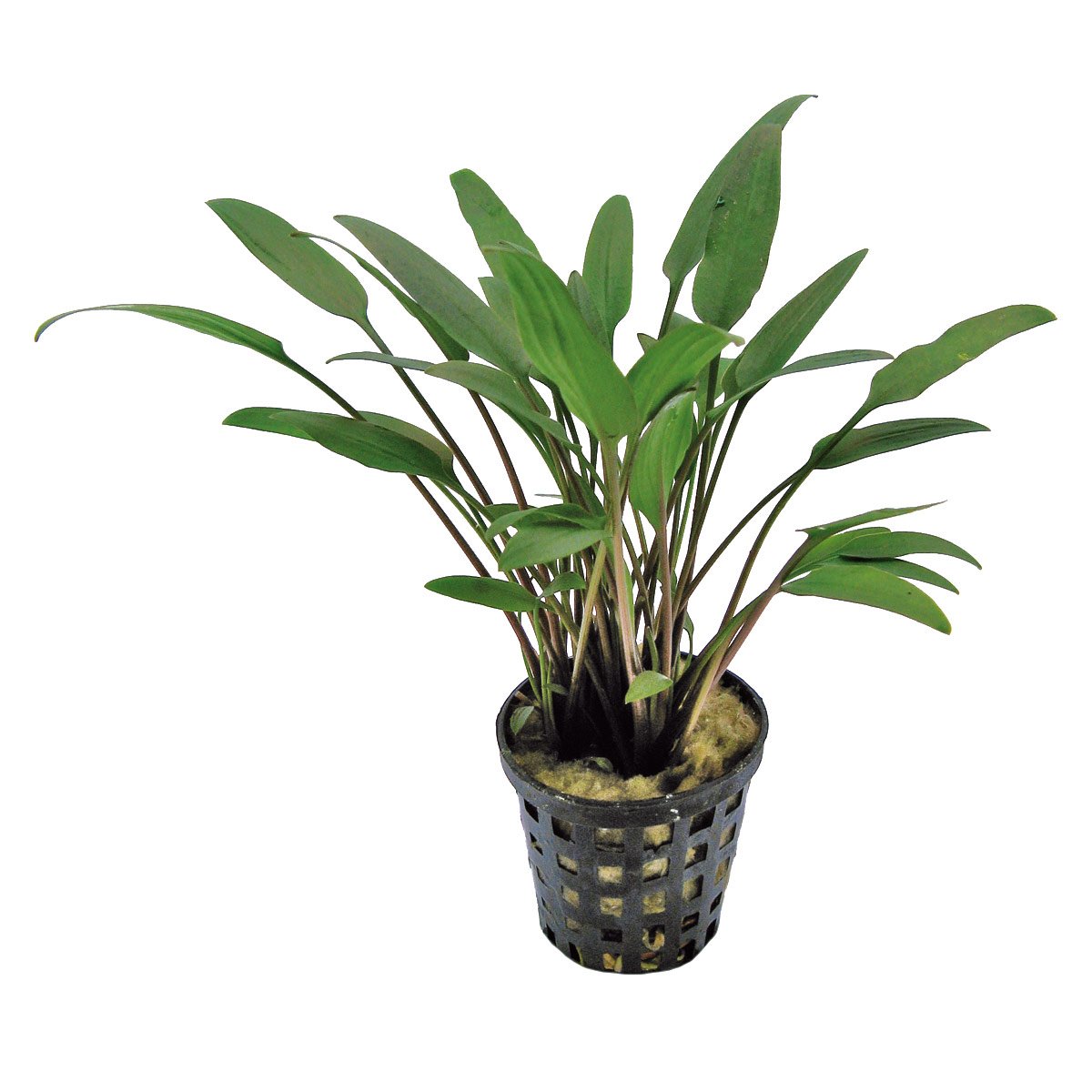 Aquafleur Cryptocoryne Nevelli Pflanze im 5 cm Topf