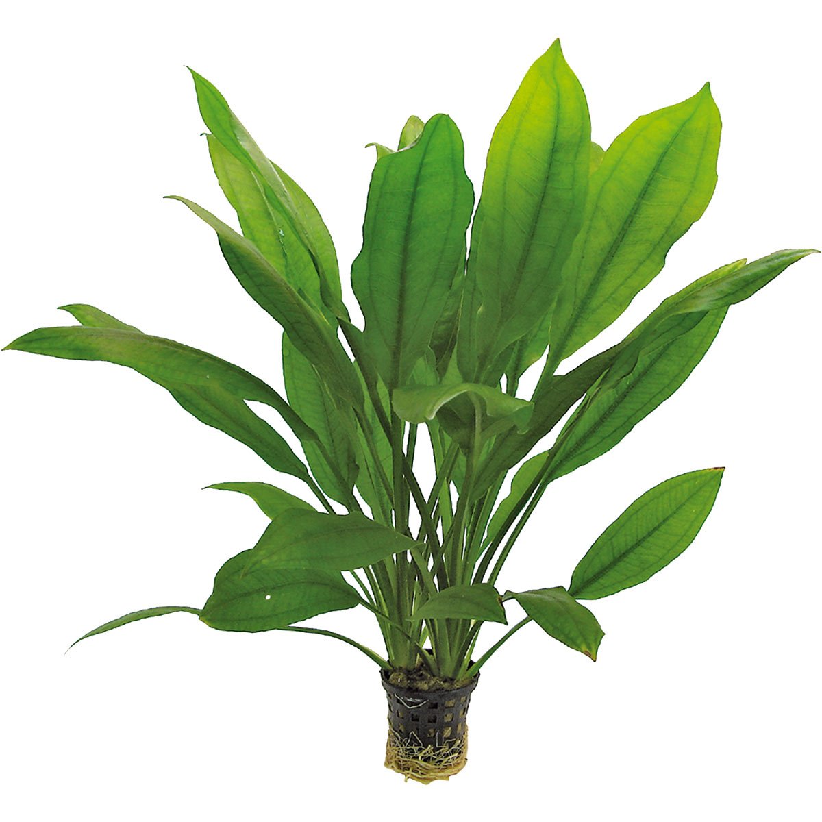 Aquafleur Echinodorus Bleheri Pflanze im 5 cm Topf